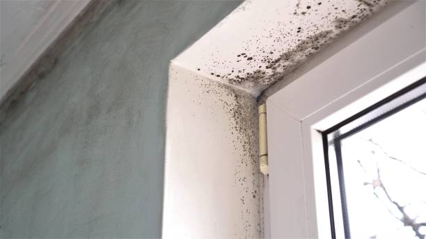 Best Bathroom Mold Remediation in Highland Park, NJ