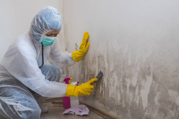 Best Insurance-Related Mold Remediation in Highland Park, NJ
