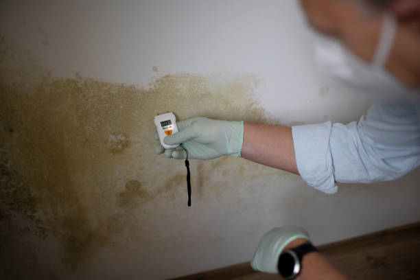 Best Residential Mold Remediation in Highland Park, NJ
